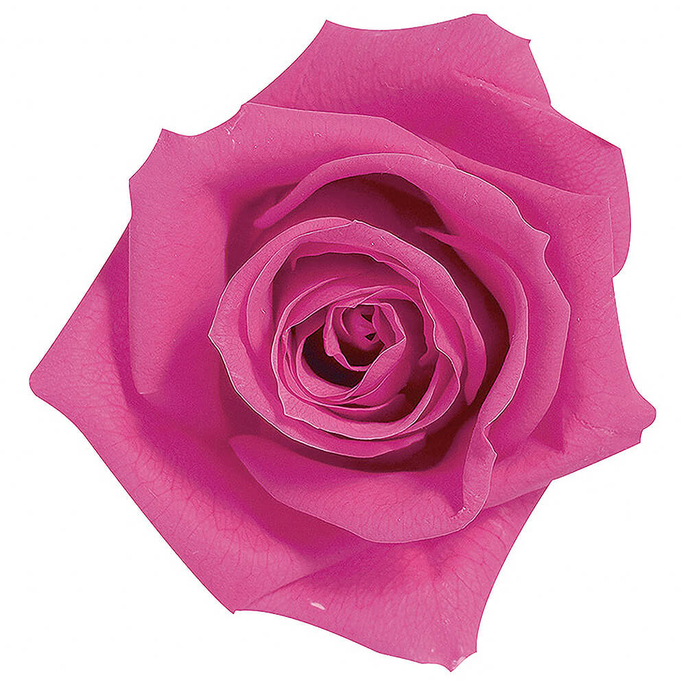 �������������ߡ����ȥ��٥꡼��9�ء��������ࡡDO003480-221�ڥץꥶ���֥ɥե���