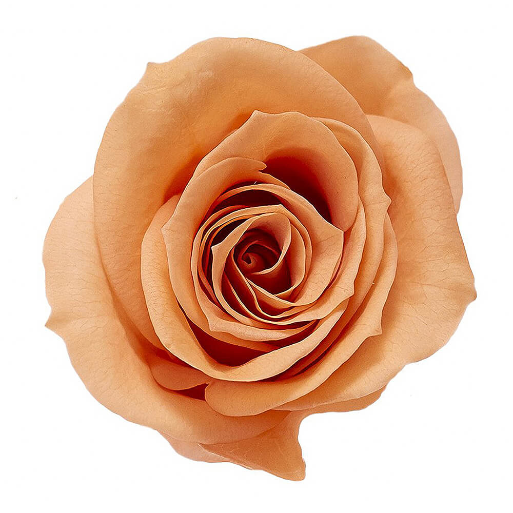 �������������ߡ�����ȥ���󥸡�9�ء��������ࡡDO003480-382�ڥץꥶ���֥ɥե���