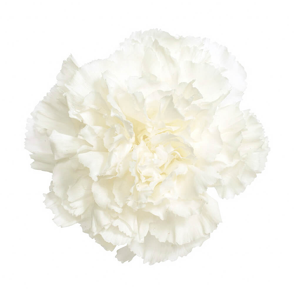 Fleurir フルリア パウダー ホワイト 80g Fleurir フルリア パウダー ホワイト 80g Amazon.co.jp