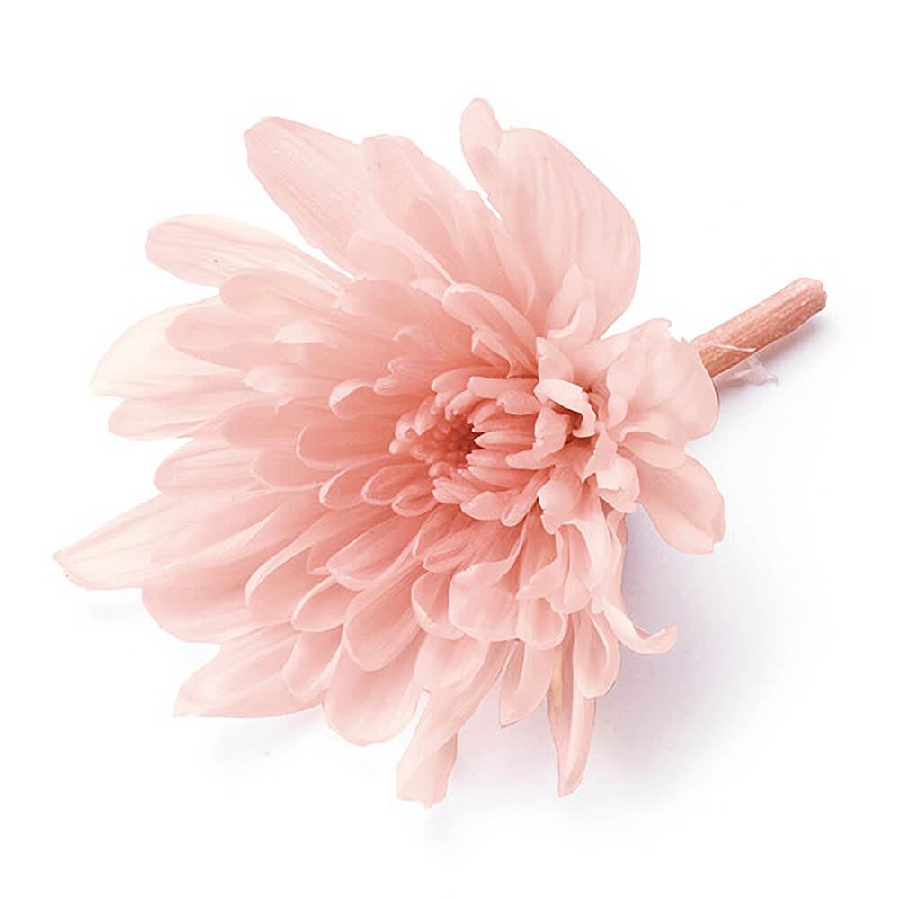 ことね菊 シルキーピンク 6輪 大地農園 DO004790-131【プリザーブド