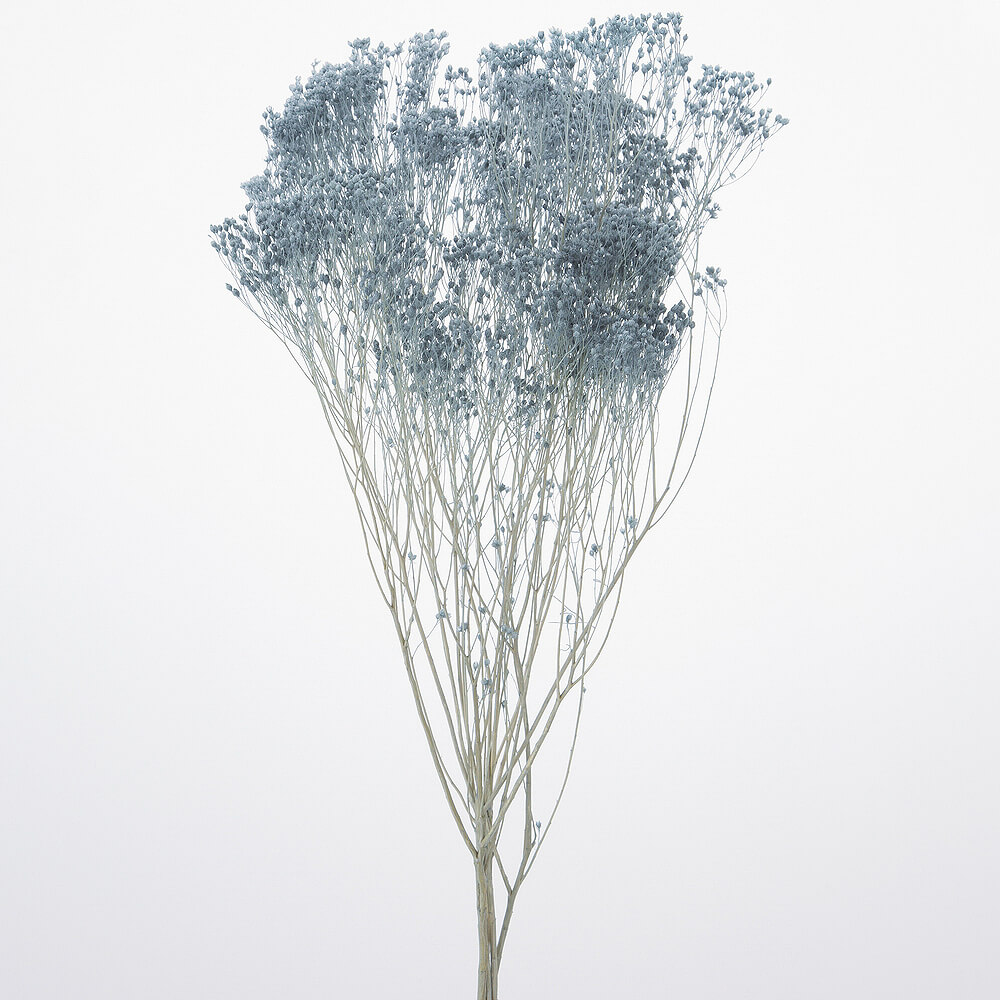 ��꥽�˥� ���⡼�����֥롼��DRO03300-641�ڥɥ饤�ե���