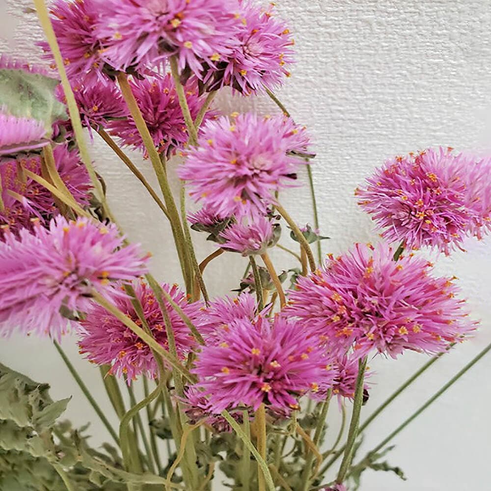 H　ドライフラワー Gジャン2点セット 千日紅ファイヤーワークス DN000024【ドライフラワー】通販