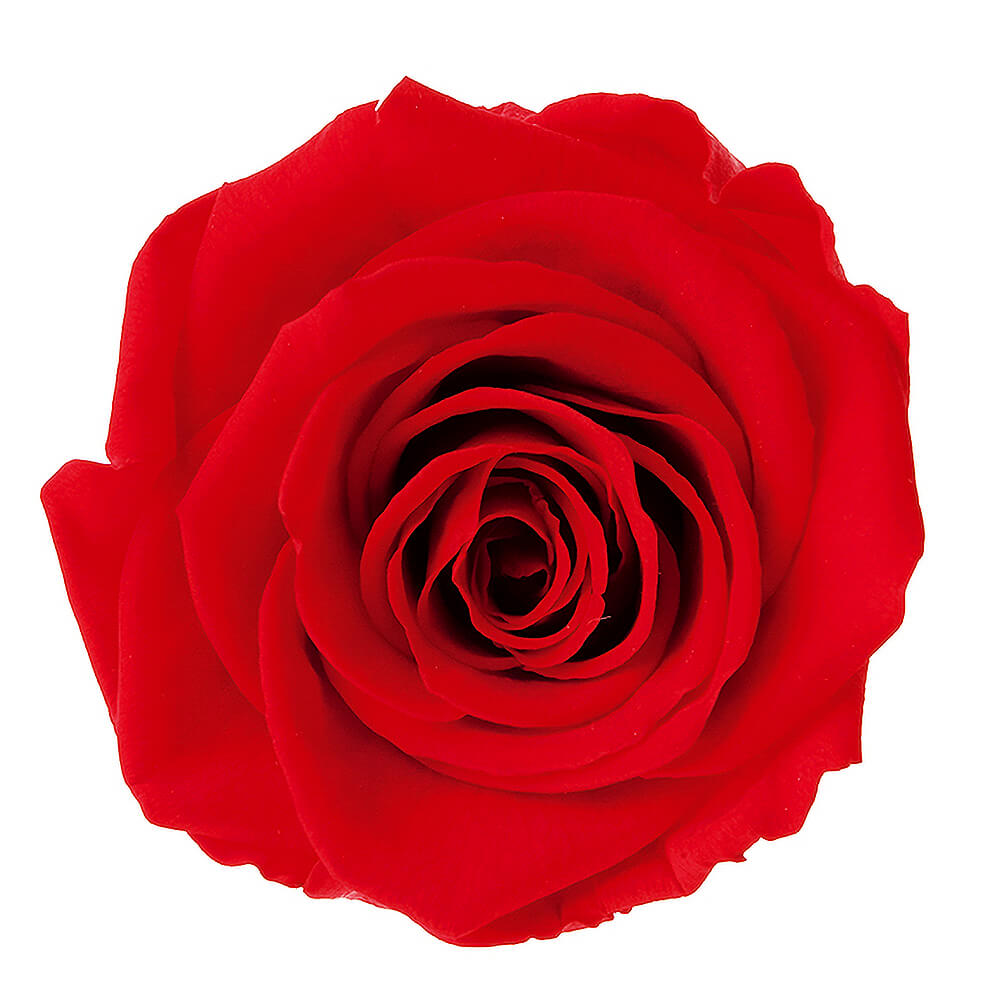 �ƥ�����ȥ쥹���֥饤�ȥ�åɡ�3�ء������������DD001102-030�ڥץꥶ���֥ɥե���