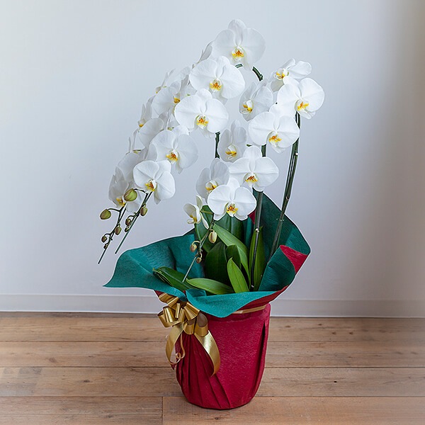専用 3本立ちホワイト胡蝶蘭クレイフラワー 胡蝶蘭（ホワイト）3本立ち通販