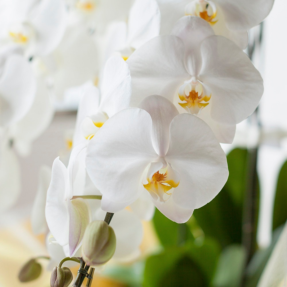 胡蝶蘭 ホワイト 5本立ち通販 Green Piece
