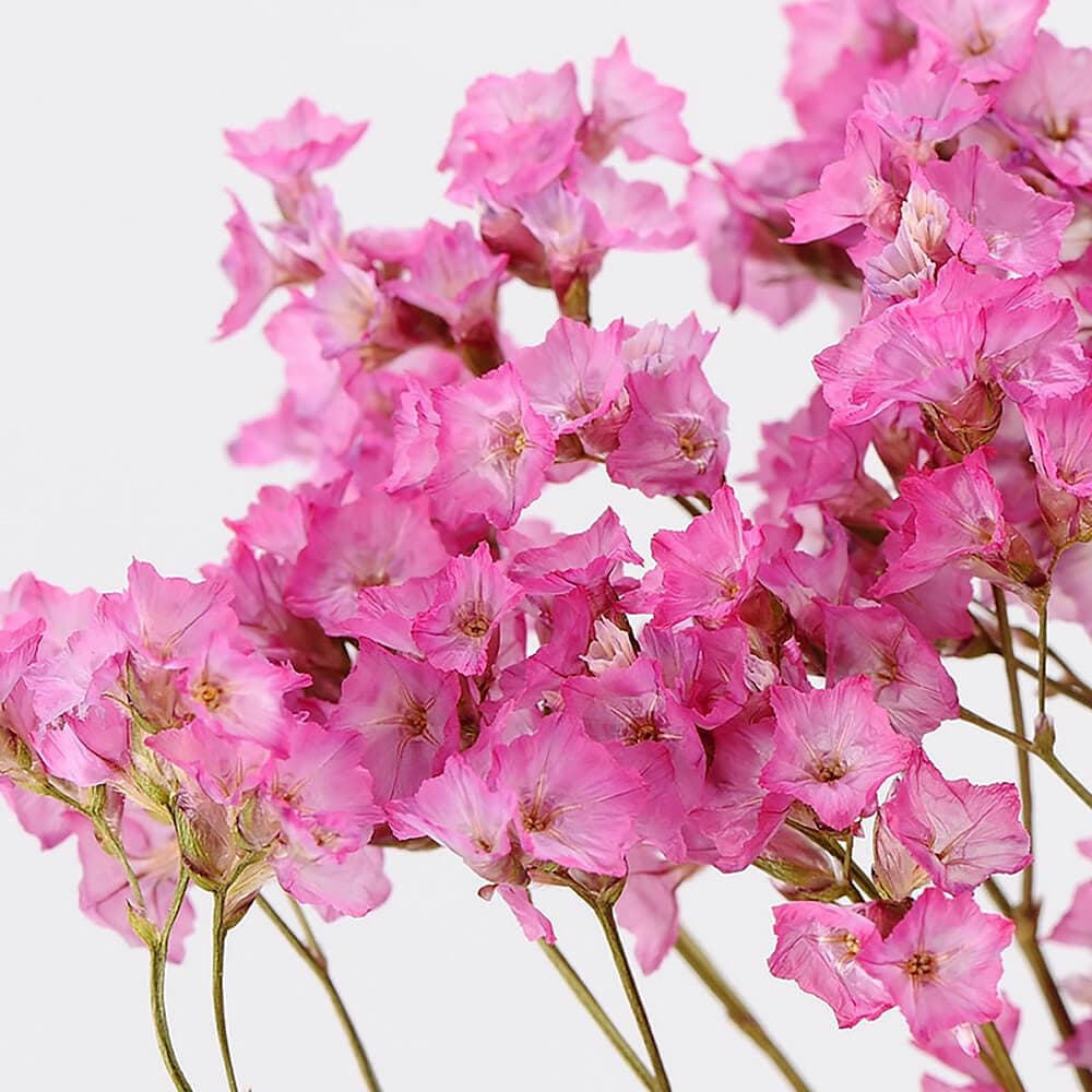 サマーチェリー DN190000【ドライフラワー】通販｜GREEN PIECE