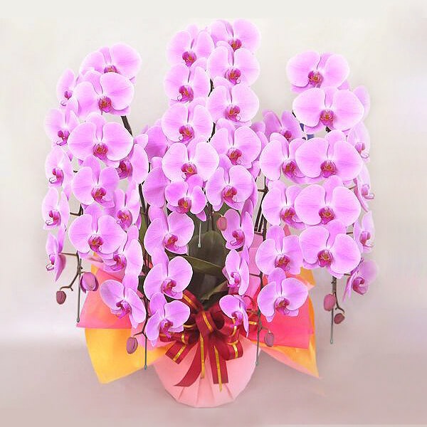 ��ĳ���ʥԥ󥯡�5��Ω��