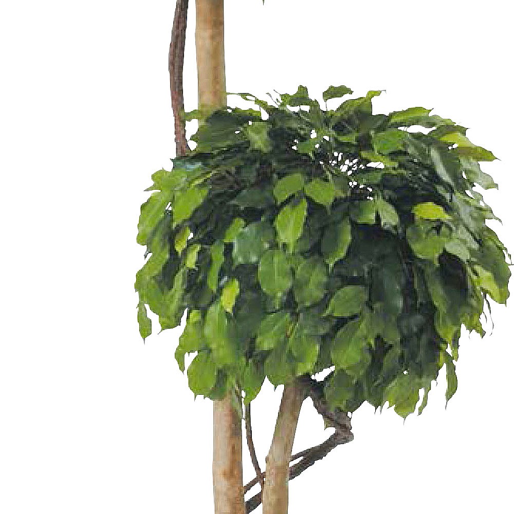 ベンジャミントピアリー 2コ玉 H1500 アーティフィシャル 通販 Green Piece