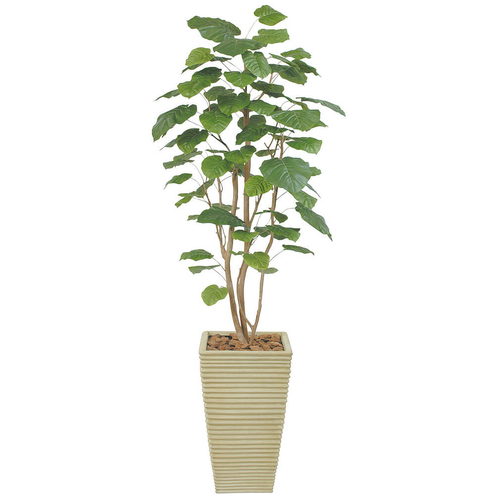 ����٥顼����H2100�ڥ����ƥ��ե�������