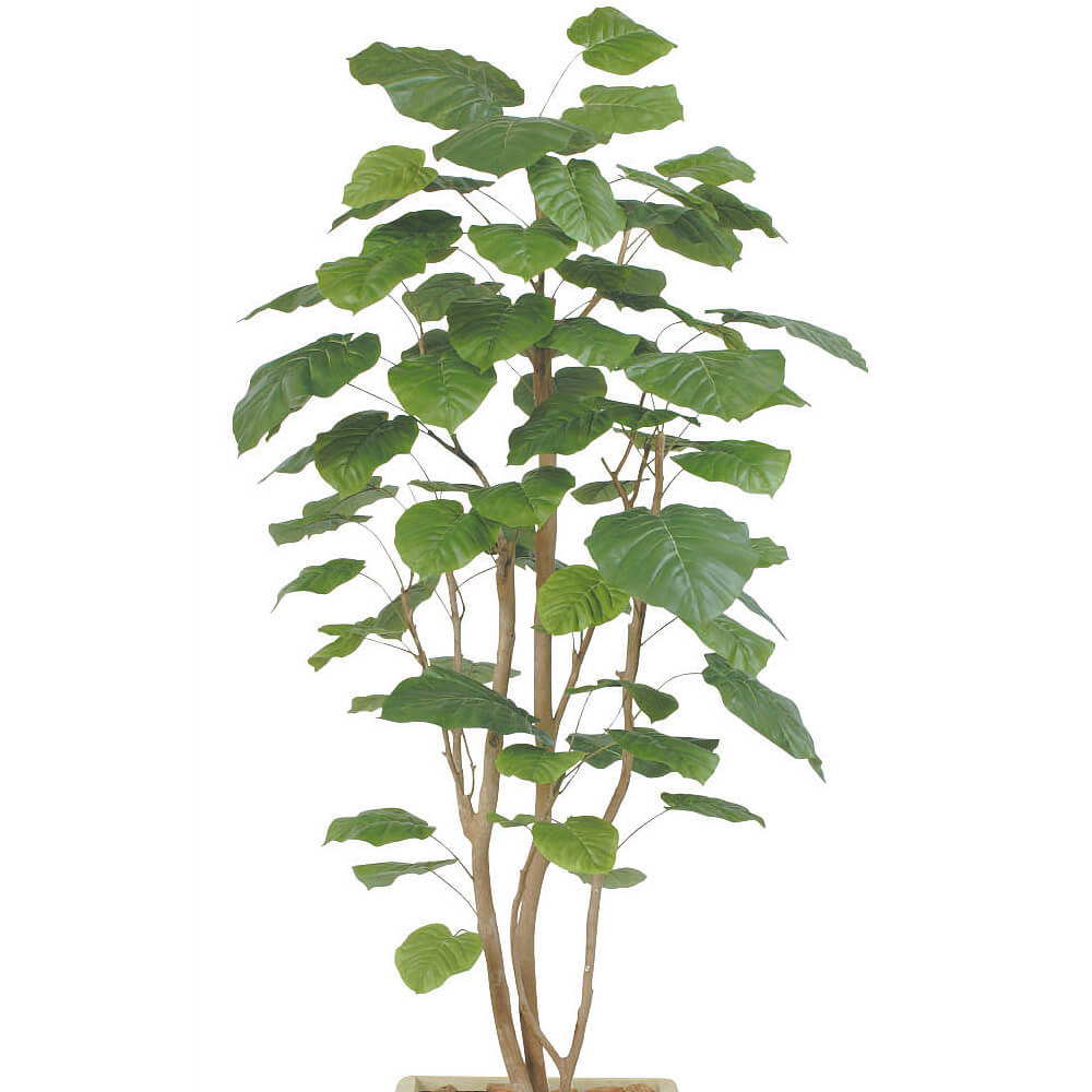 ����٥顼����H2100�ڥ����ƥ��ե�������