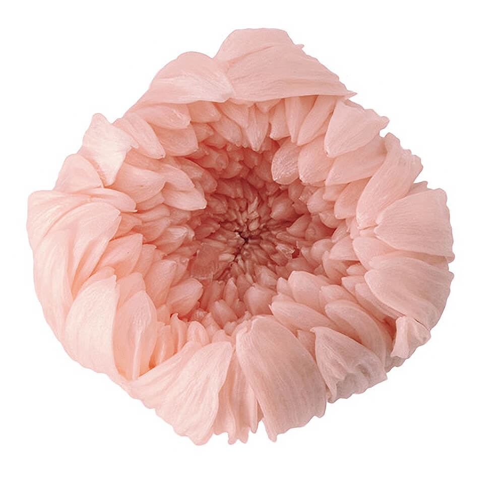 輪菊・中 シルキーピンク 6輪 大地農園 DO004806-131【プリザーブド