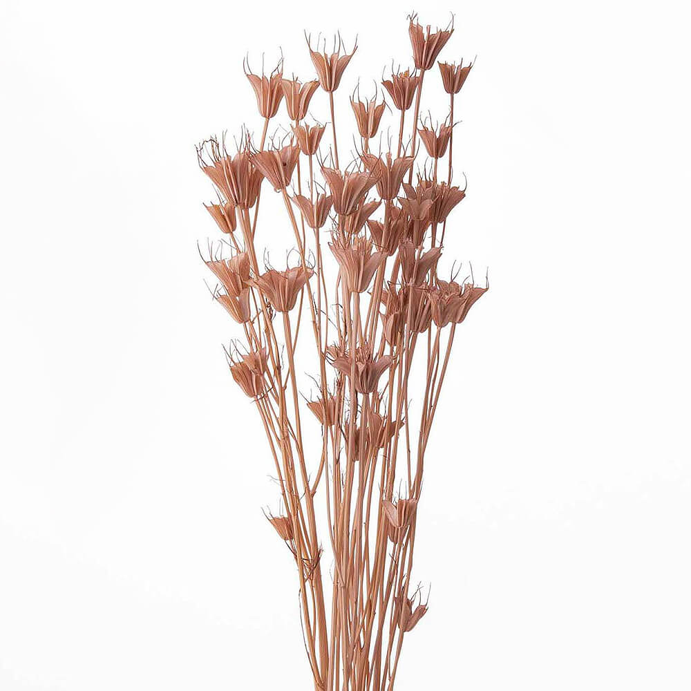 �˥��饪�ꥨ�󥿥ꥹ �⡼�֥ԥ󥯡�DRO10380-192�ڥɥ饤�ե���