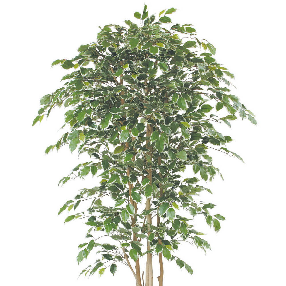 �٥󥸥�ߥ������ꡡH1500�ڥ����ƥ��ե�������