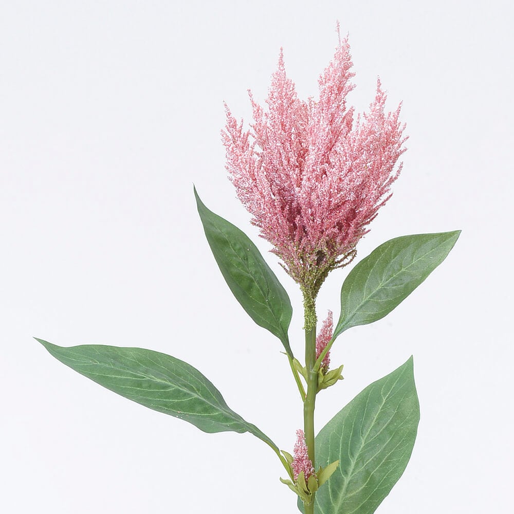 花 ラン アクリ Amazon.co.jp: ランタナ オレンジ 1ポット 七変化 3.5号 苗 花苗 夏の