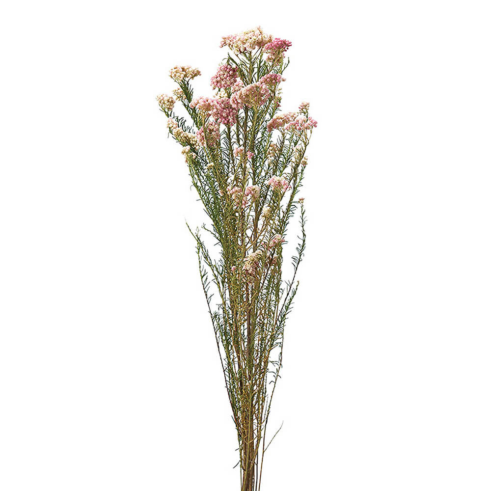 �饤���ե����ʥ����롡DE017770�ڥɥ饤�ե���