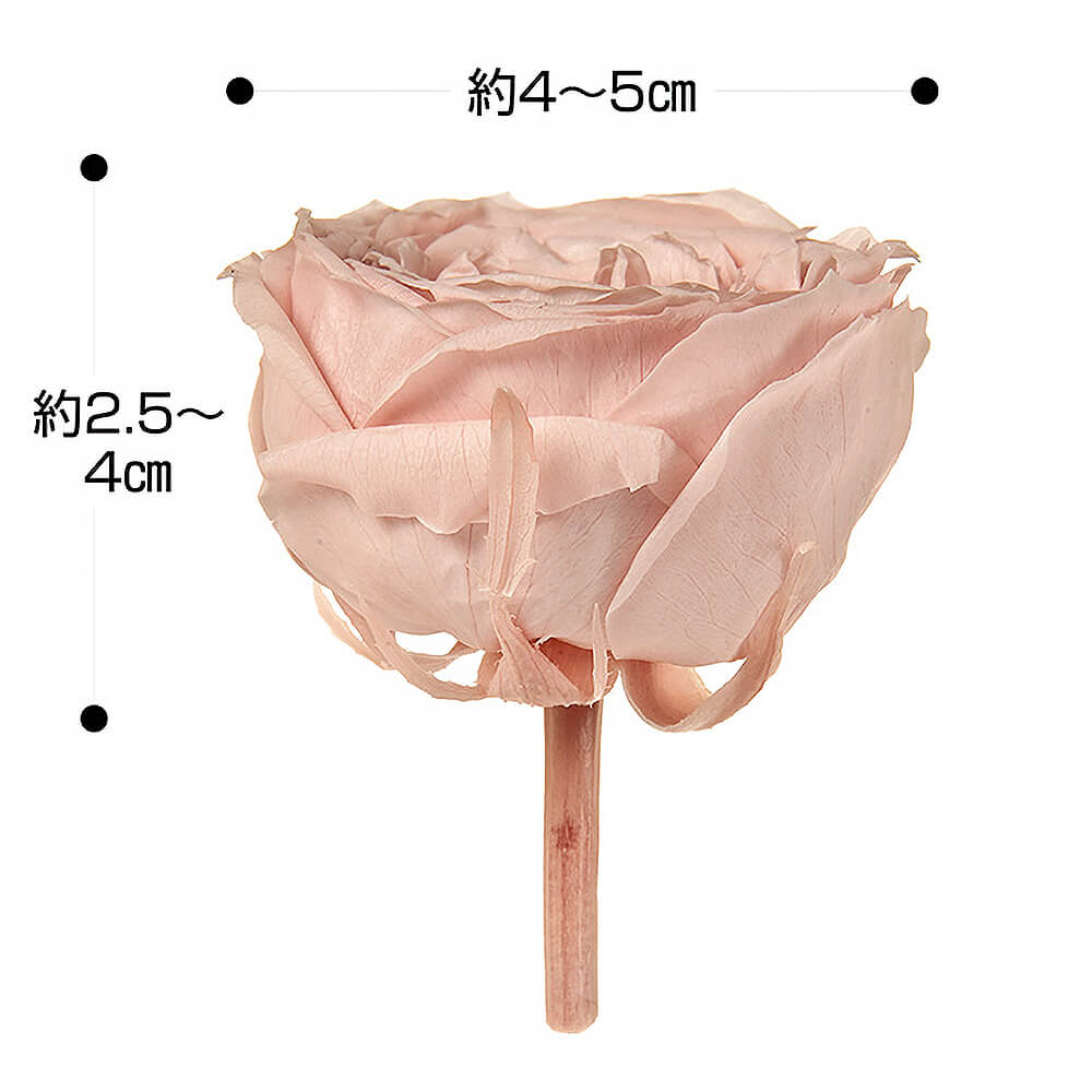 ローズ・てまり パールグレー 8輪 大地農園 DO002460-871