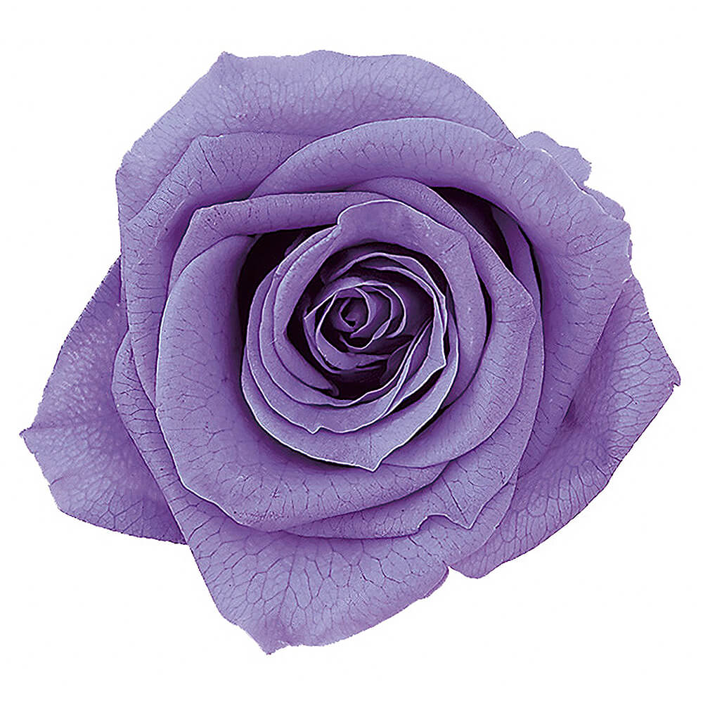 �������������ߡ���٥������9�ء��������ࡡDO003480-411�ڥץꥶ���֥ɥե���