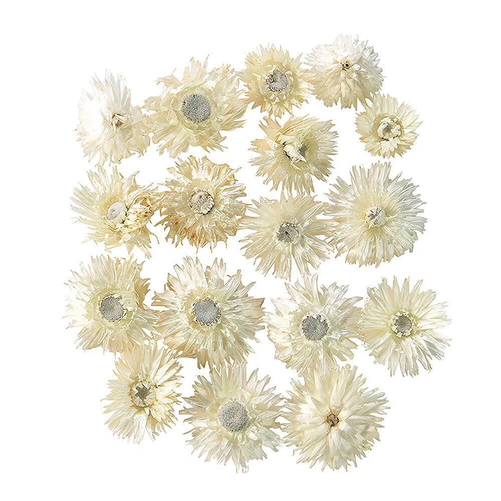 ����С��ǡ������إåɡ��ʥ����롡DE018800�ڥɥ饤�ե���