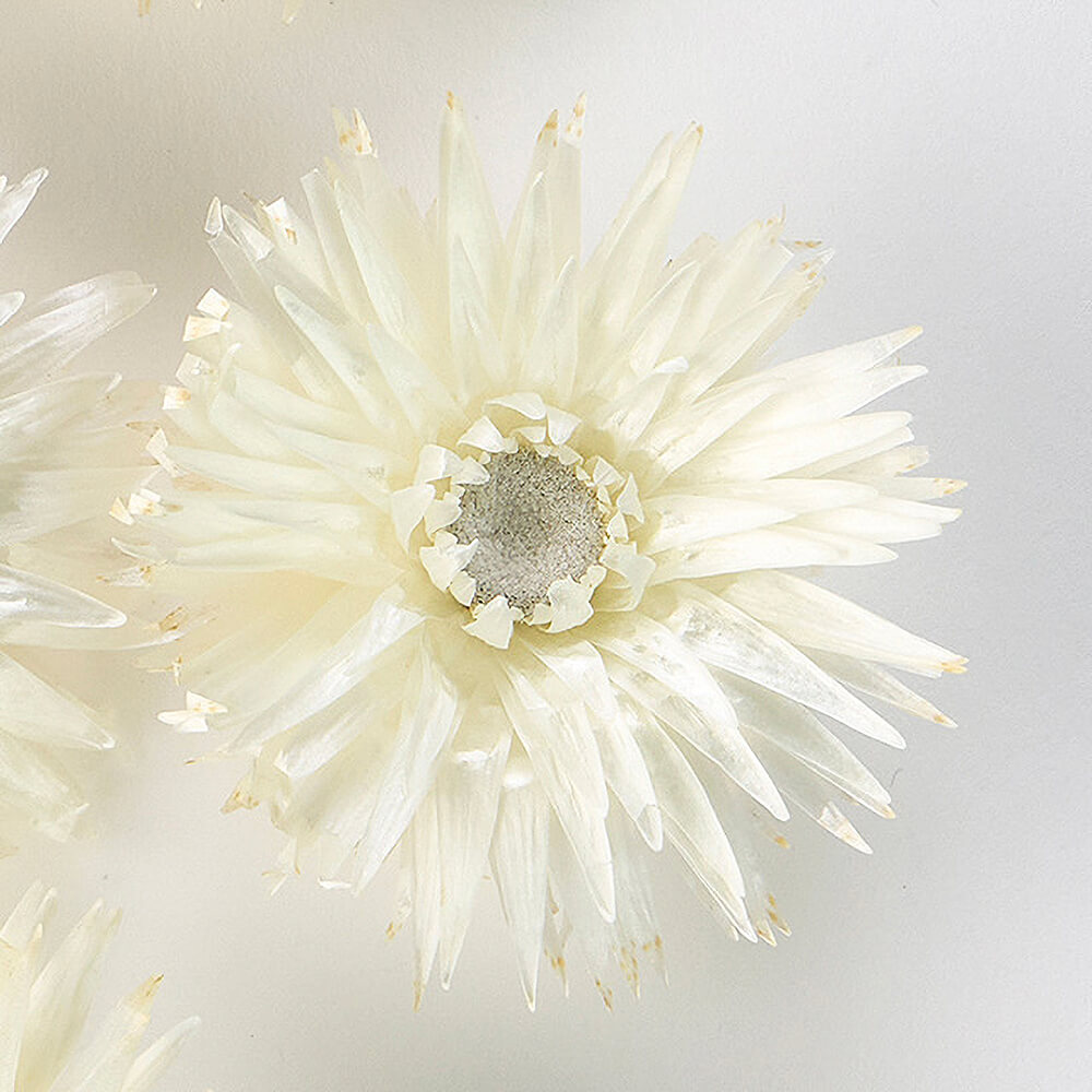 ����С��ǡ������إåɡ��ʥ����롡DE018800�ڥɥ饤�ե���