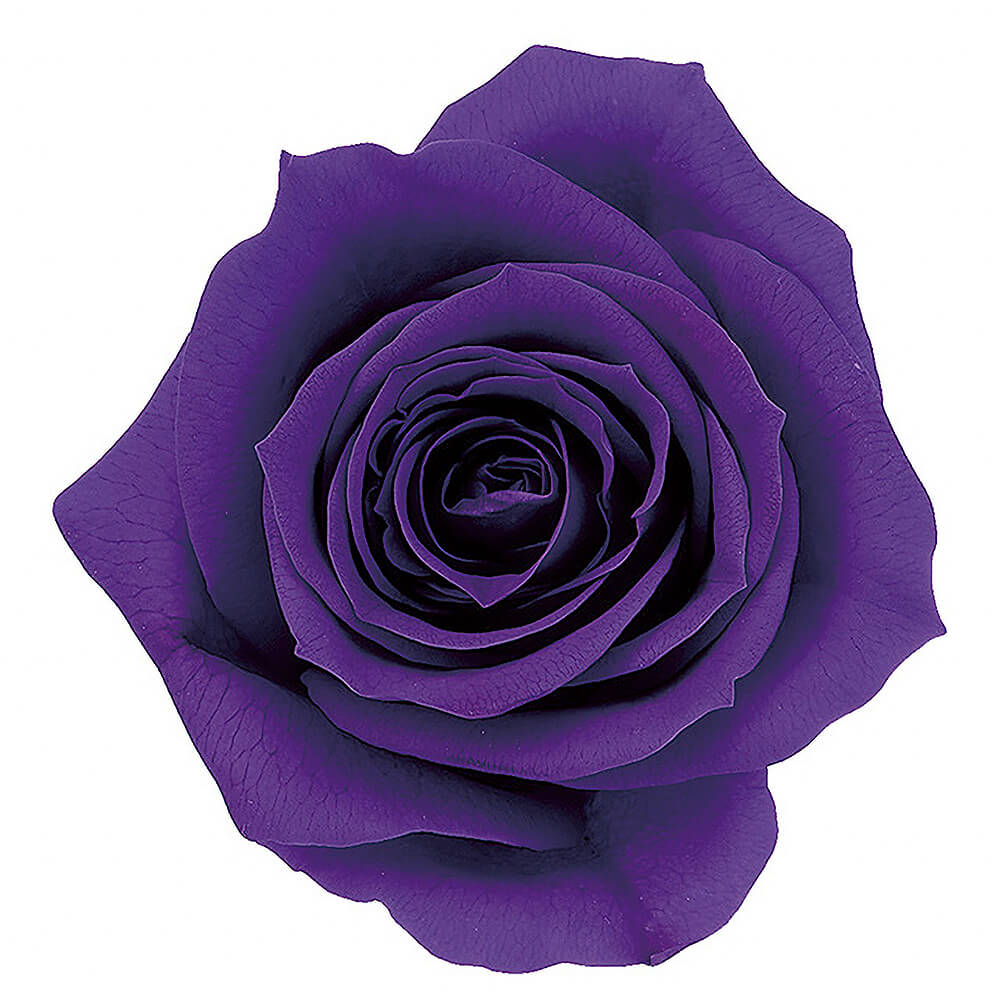 �������������ߡ����졼�ס�9�ء��������ࡡDO003480-461�ڥץꥶ���֥ɥե���