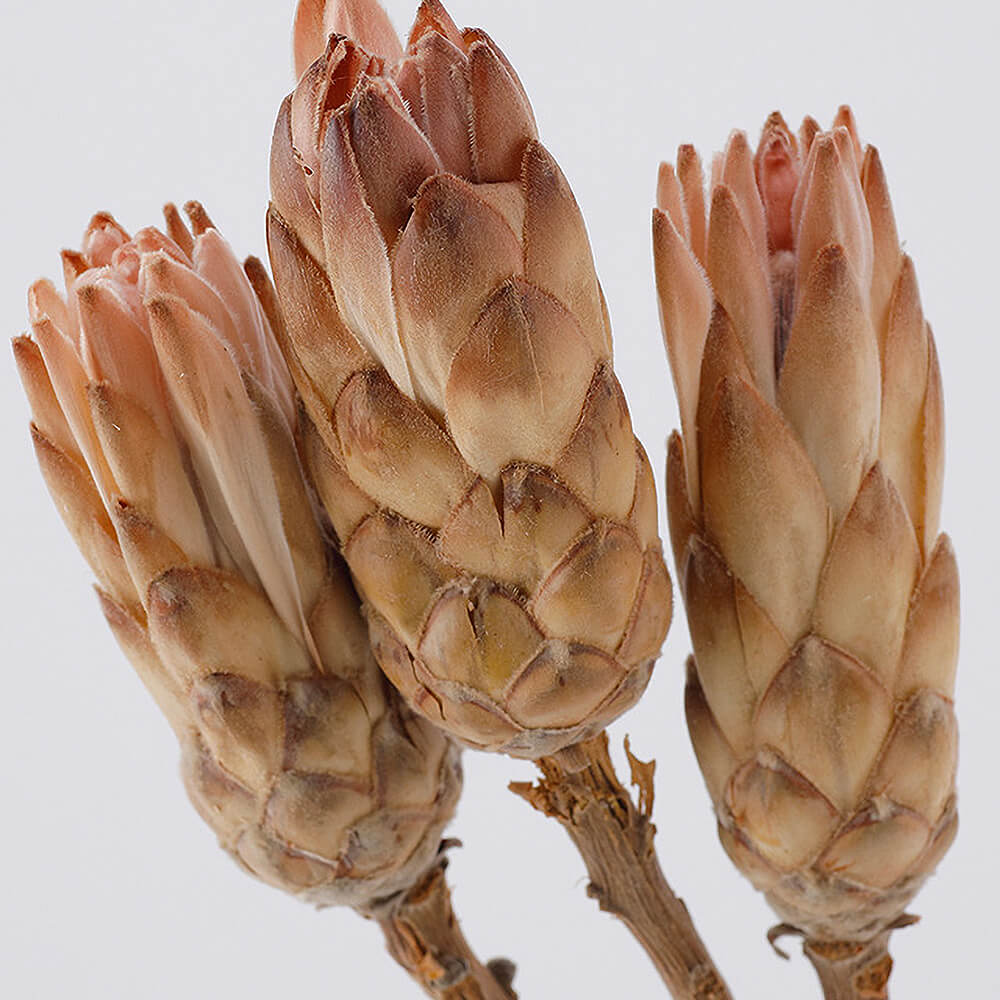 ����ѥ������Хåɡ��ʥ����롡DE018805�ڥɥ饤�ե���