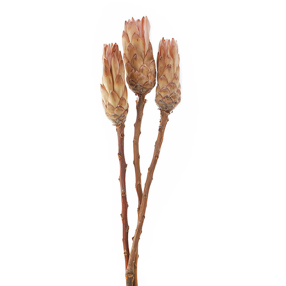 ����ѥ������Хåɡ��ʥ����롡DE018805�ڥɥ饤�ե���