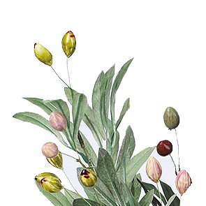 オリーブブランチ バーガンディグリーン A-05609【造花】通販｜GREEN PIECE