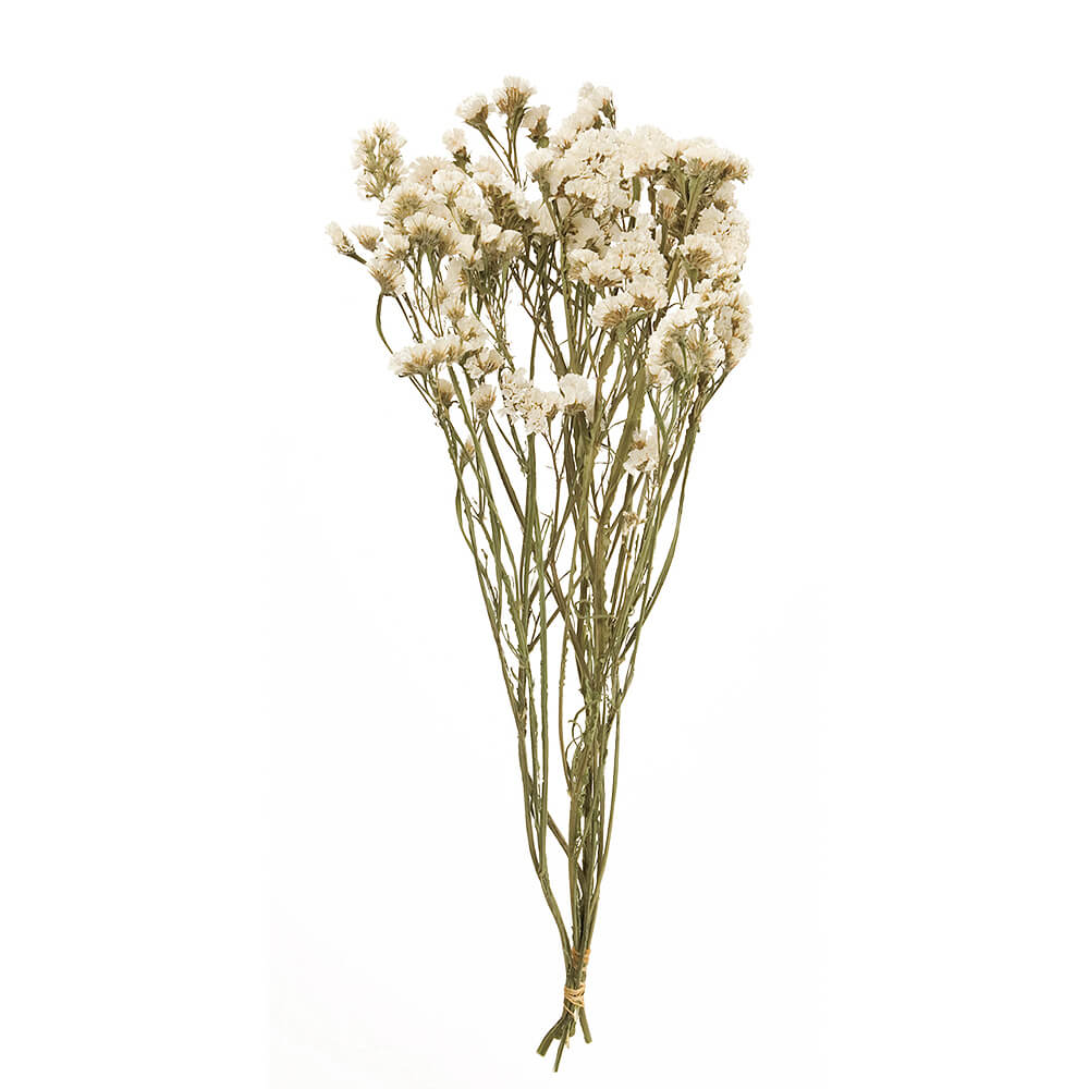 �������������ۥ磻�ȡ�FD003034-001�ڥɥ饤�ե���