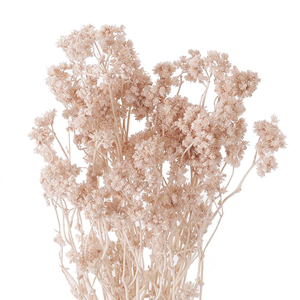 クリスパム ピンクベージュ DO030140-081【ドライフラワー】通販