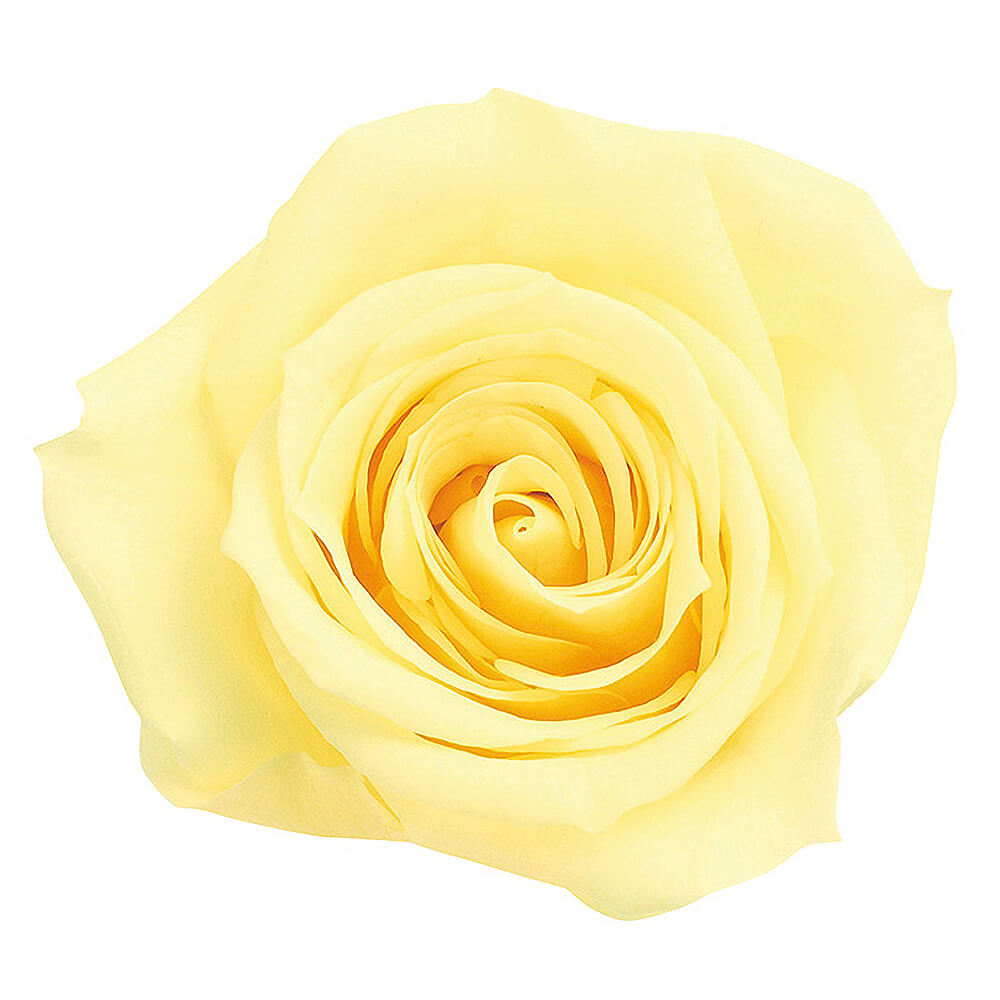 �������������ߡ��⡼�˥󥰥���������9�ء��������ࡡDO003480-501�ڥץꥶ���֥ɥե���