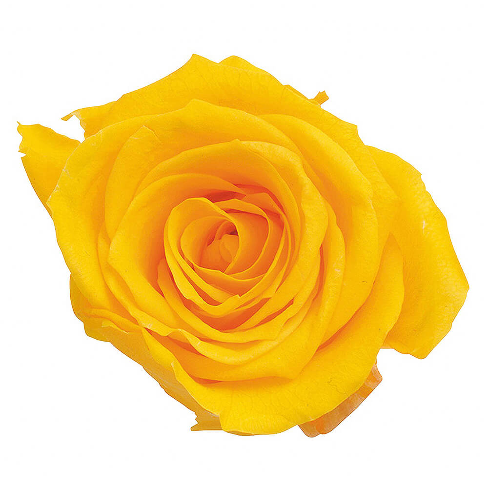 �������������ߡ��ߥ⥶����������9�ء��������ࡡDO003480-521�ڥץꥶ���֥ɥե���