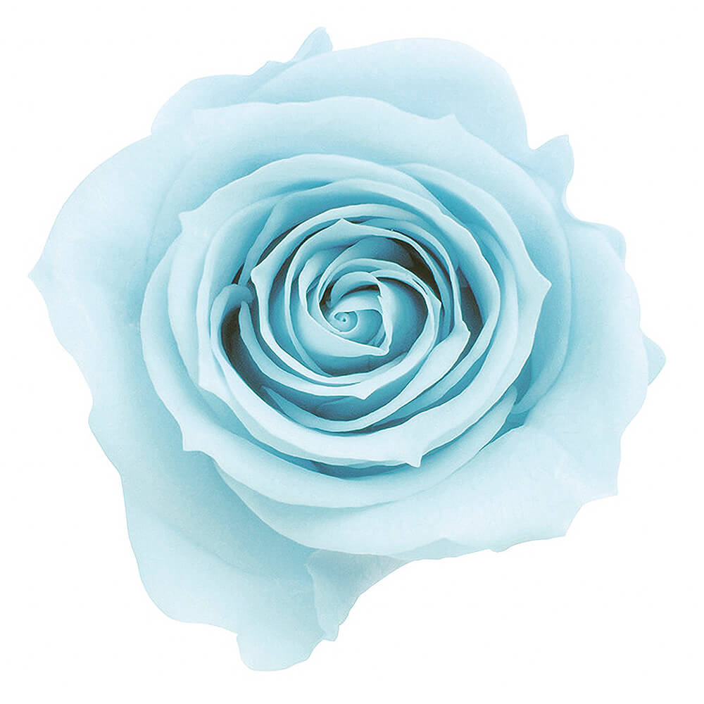 �������������ߡ��٥ӡ��֥롼��9�ء��������ࡡDO003480-621�ڥץꥶ���֥ɥե���