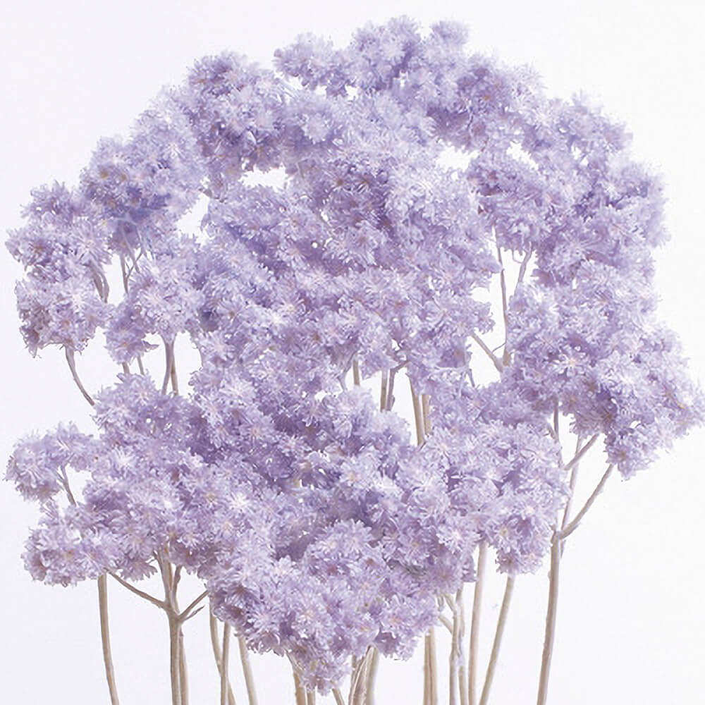 絞り染め、秘めたる花 絞り染め、秘めたる花 新版 絞り染め、秘めたる花 アート