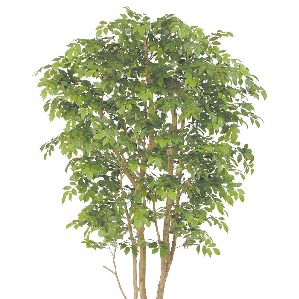 シマトネリコ/895 楽天市場】シマトネリコ 株立 樹高2.0m前後 露地苗 シンボルツリー