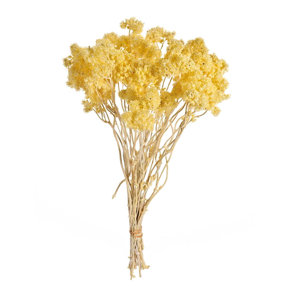クリスパム エンジェルイエロー DO030140-541【ドライフラワー】通販