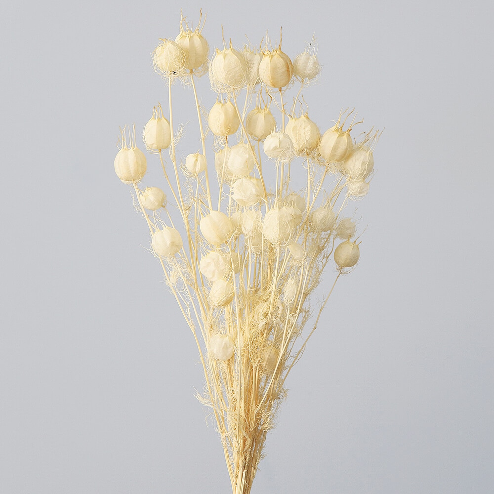 �ա�����ݥԡ����եۥ磻�ȡ�DRO10060-011�ڥɥ饤�ե���