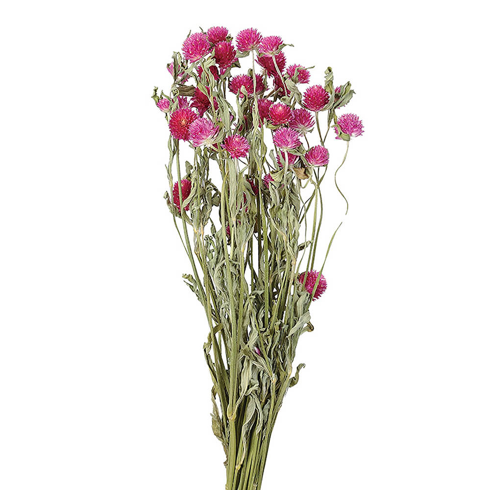 千日紅カーマイン DN000028【ドライフラワー】通販｜GREEN PIECE