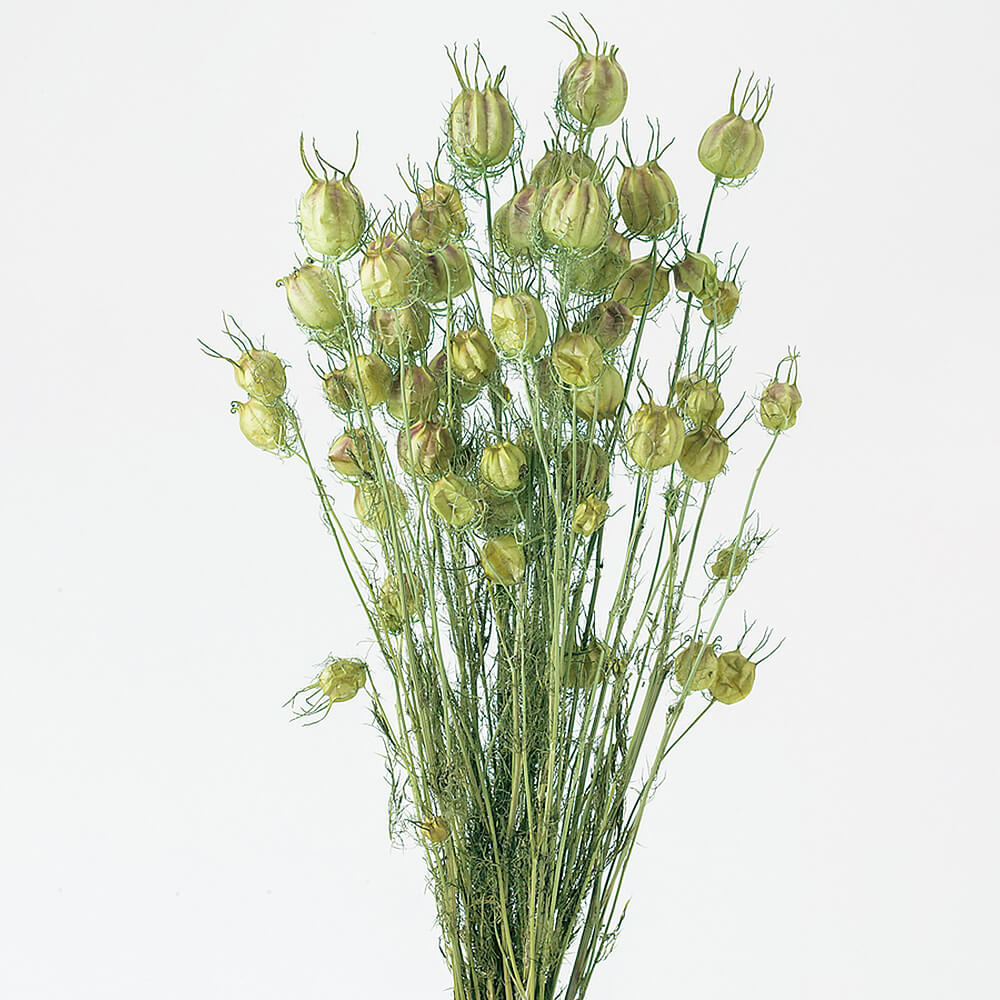 �ա�����ݥԡ��ե�å��奰�꡼��DRO10060-731�ڥɥ饤�ե���