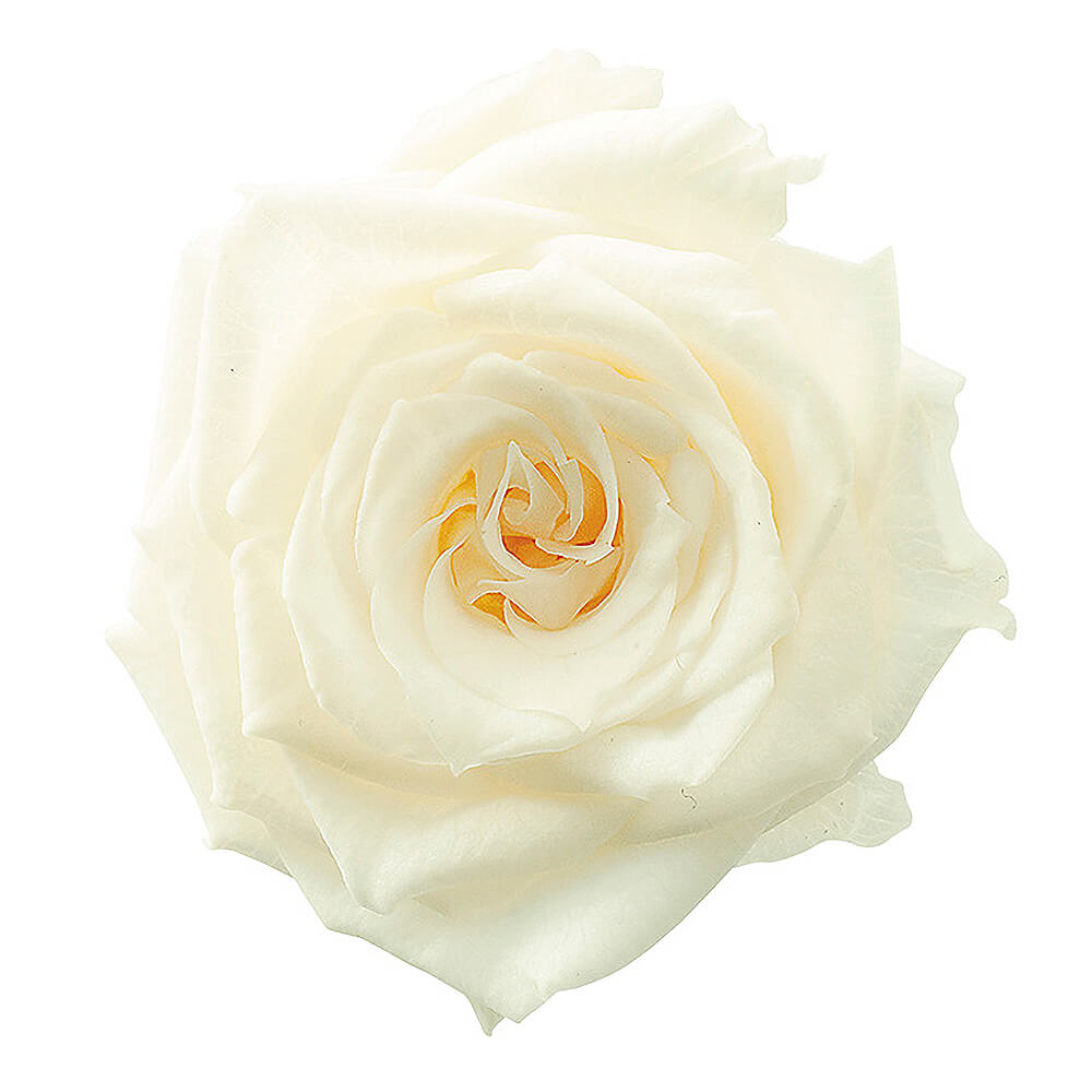 ���㡼���åȡ�����ƥ��å��ۥ磻�ȡ�12�ء��������ࡡDO002592-011�ڥץꥶ���֥ɥե���