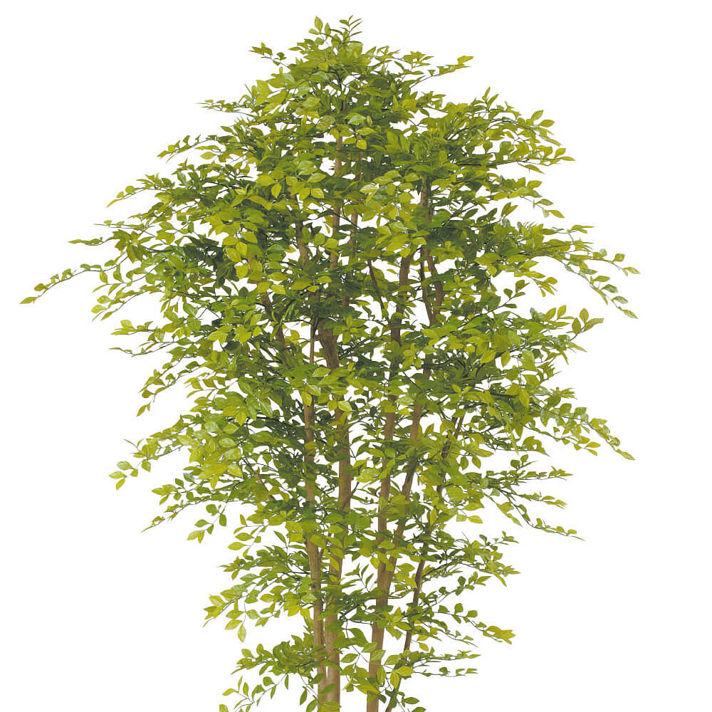 ������ǥ�꡼�ա�H1800�ڥ����ƥ��ե�������