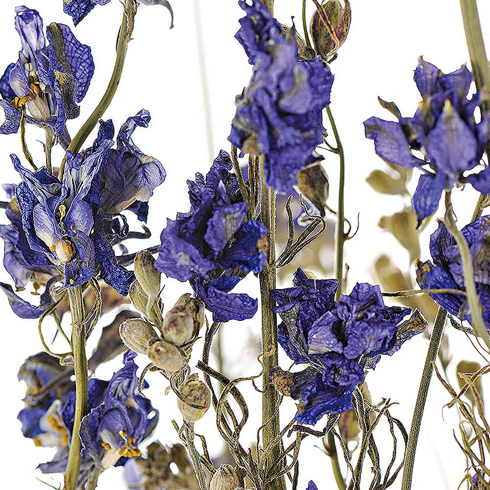 デルフィニューム ナチュラルブルー DE017503【ドライフラワー】通販