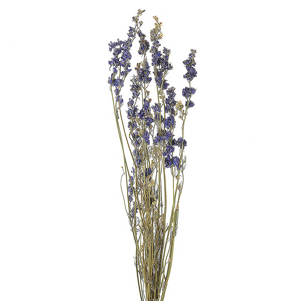 �ǥ�ե��˥塼�ࡡ�ʥ�����֥롼��DE017503�ڥɥ饤�ե���