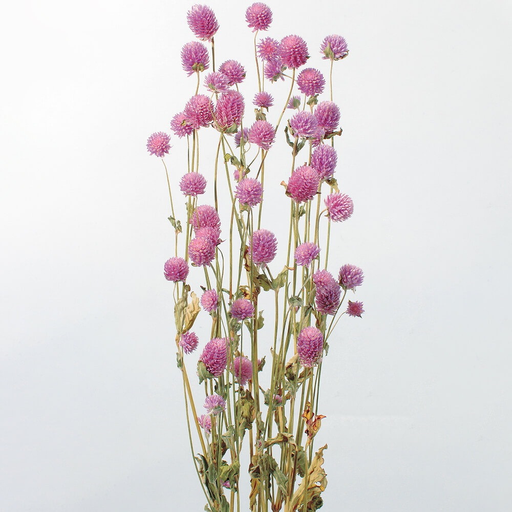 �����ȥ饤��å���DRO10120-470�ڥɥ饤�ե���