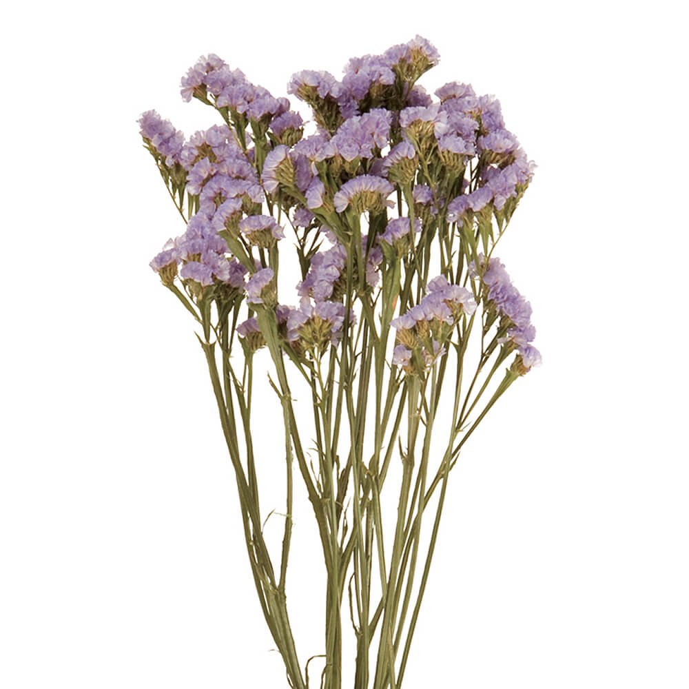 �������������֥롼��FD003034-005�ڥɥ饤�ե���