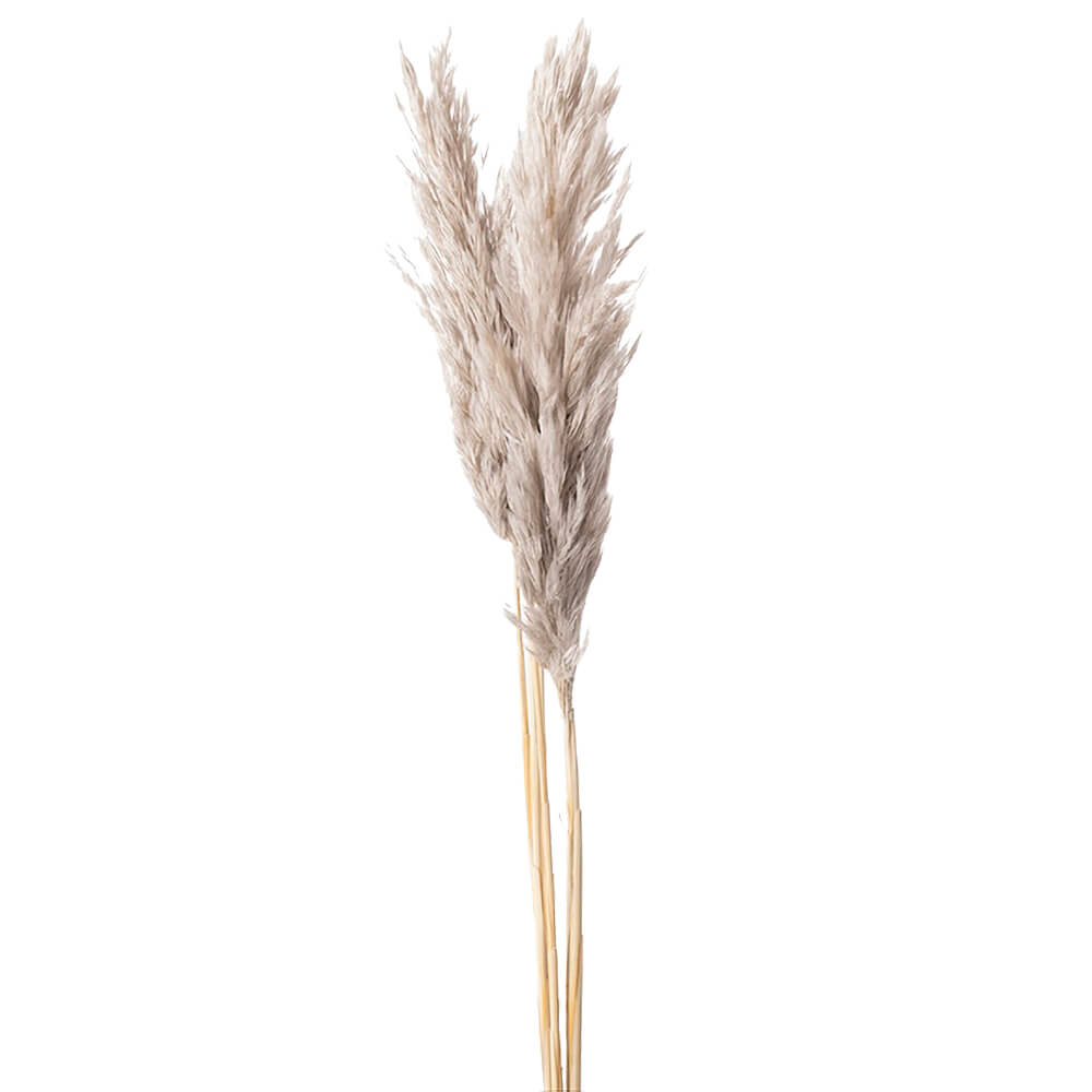 �ץ롼��꡼�ɡ��ѡ��륰�졼��DO051320-871�ڥɥ饤�ե���