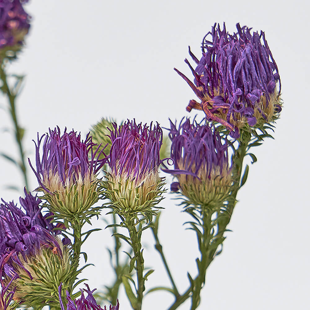 �����㥯�����������ѡ��ץ롡DN000146-017�ڥɥ饤�ե���