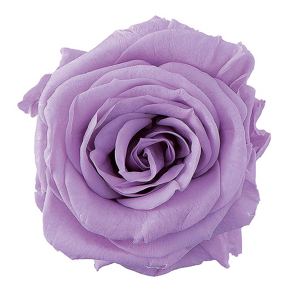 ���㡼���åȡ����������ȥ饤��å���12�ء��������ࡡDO002592-451�ڥץꥶ���֥ɥե���