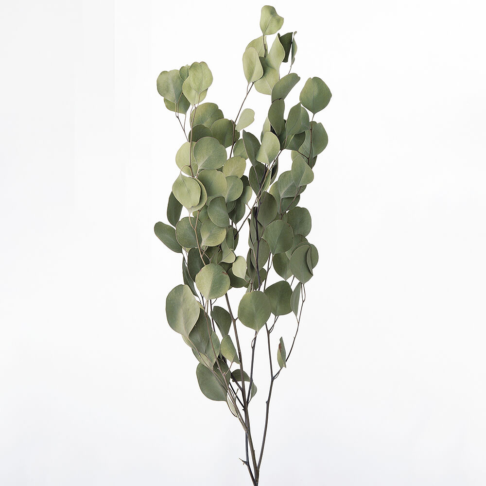 �ݥץ륹N��DRO16303-000�ڥɥ饤�ե���