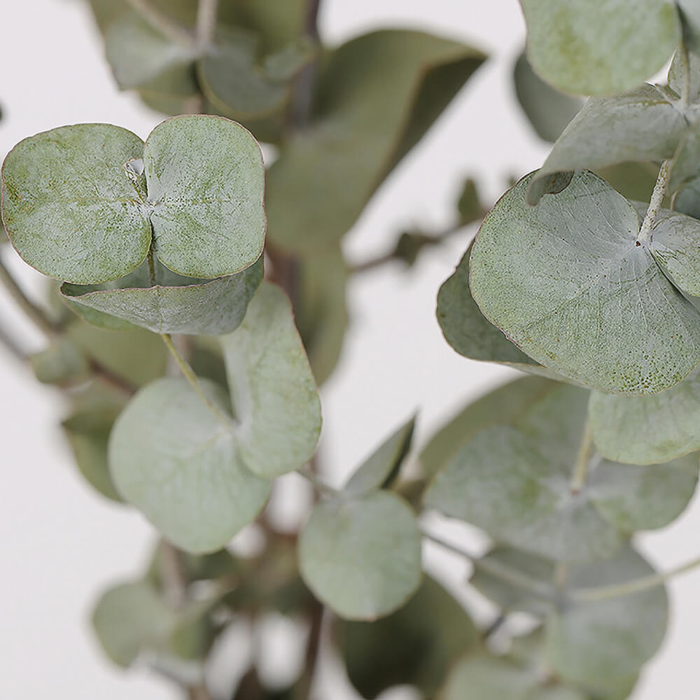 ❈ ユーカリ ❈ フレッシュ ❈ ドライ ❈ f8263af91d27873a6bb5cbfbcaa385