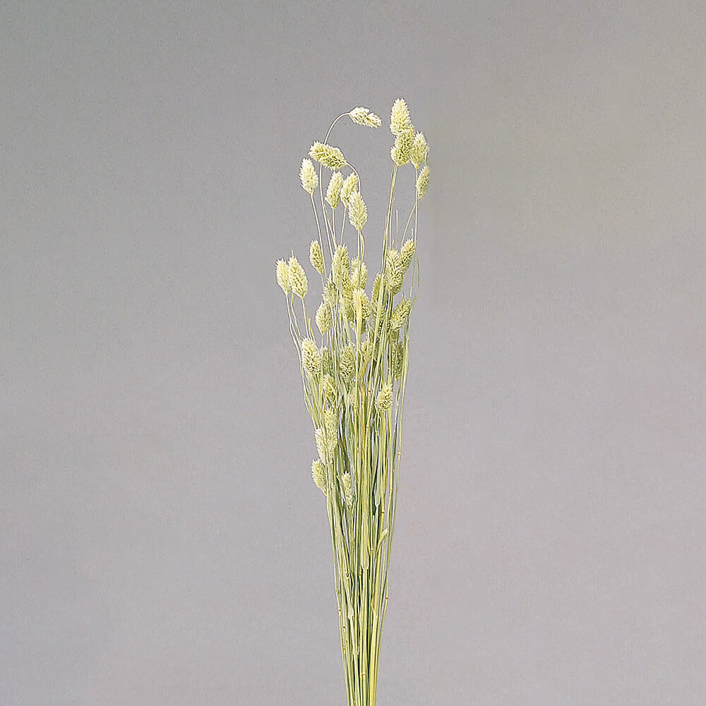 ץ NGDRO42020-020ڥɥ饤ե